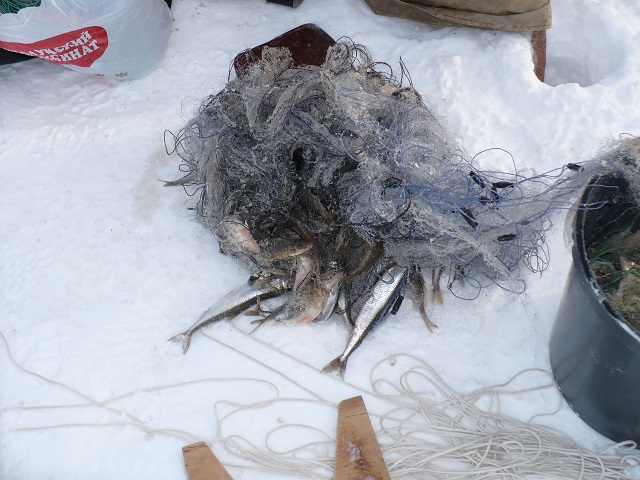 Результаты деятельности органов рыбоохраны Североморского ТУ Росрыболовства с 09 по 15 февраля 2026 года.