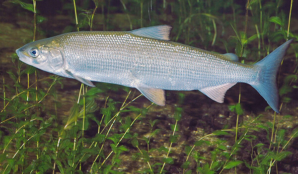 Освоение сига