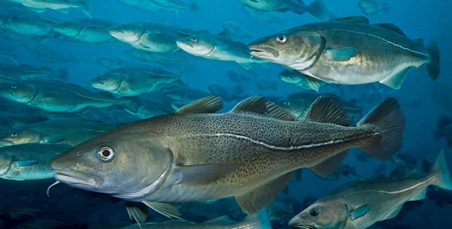 О заседании Северного бассейнового научно-промыслового Совета