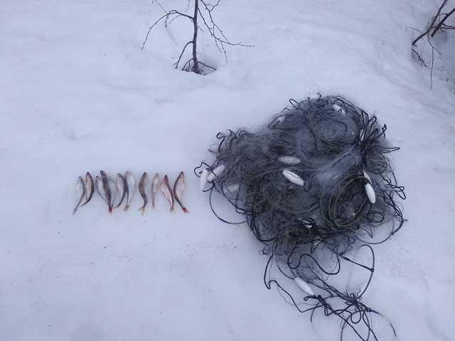 Результаты деятельности органов рыбоохраны Североморского ТУ Росрыболовства с 23 марта по 29 марта 2026 года