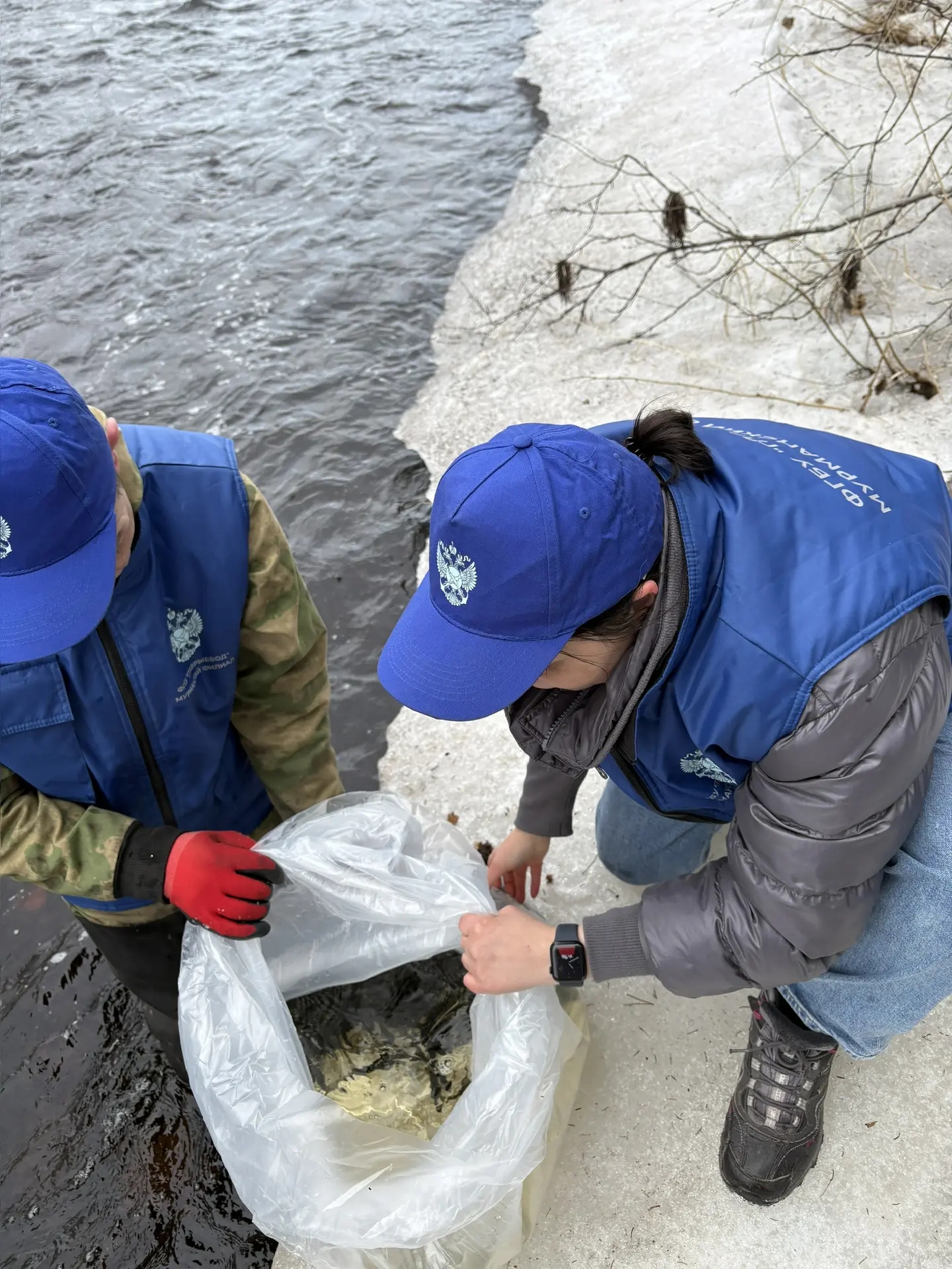 В Мурманской области продолжаются работы по искусственному воспроизводству