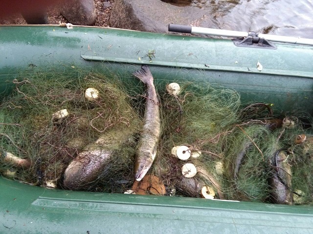 Результаты деятельности органов рыбоохраны Североморского ТУ Росрыболовства с 07 июля по 13 июля 2025 года