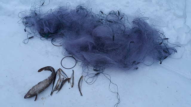 Результаты деятельности органов рыбоохраны Североморского ТУ Росрыболовства с 10 марта по 15 марта 2026 года