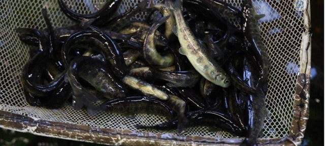 В 2025 году в северных регионах России выпустили более 1,3 млн молоди лососевых и сиговых рыб