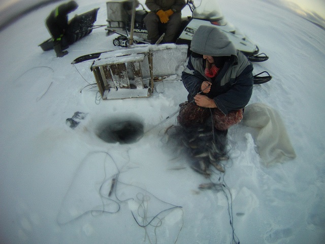 Результаты деятельности органов рыбоохраны Североморского ТУ Росрыболовства с 16 по 23 февраля 2026 года