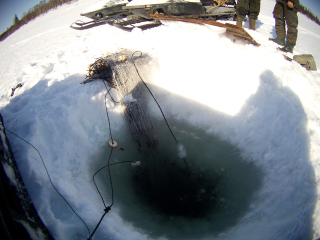 Результаты деятельности органов рыбоохраны Североморского ТУ Росрыболовства с 06 апреля по 12 апреля 2026 года.