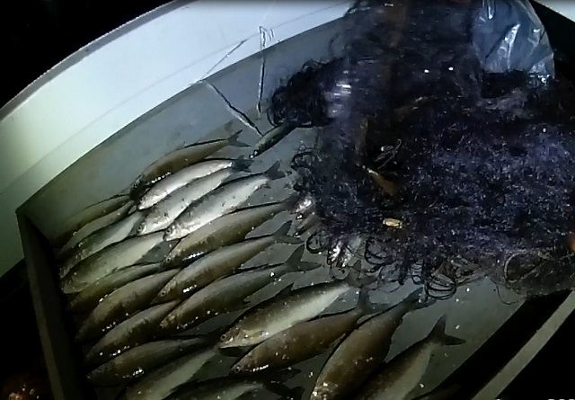 Пресечён факт незаконной добычи водных биологических ресурсов