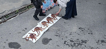 Незаконный улов