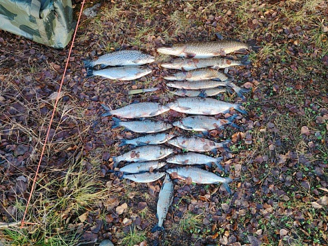 Результаты деятельности органов рыбоохраны Мурманской области Североморского ТУ Росрыболовства в 2025 году за 11 месяцев 2025 года.