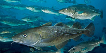 О заседании Северного бассейнового научно-промыслового Совета