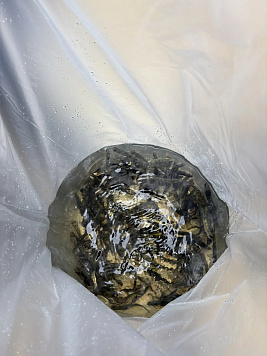 В Мурманской области продолжаются работы по искусственному воспроизводству