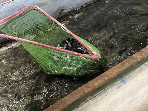 В Архангельской области продолжаются работы по искусственному воспроизводству