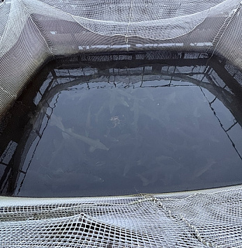 Организована проверка содержания ремонтно-маточных стад