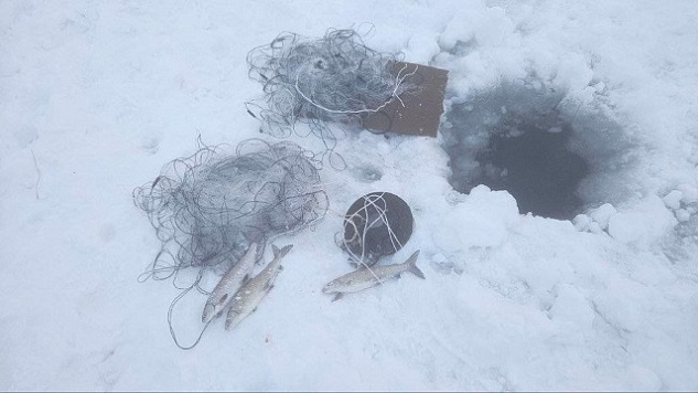 Результаты деятельности органов рыбоохраны в  Мурманской области Североморского ТУ Росрыболовства  за январь 2026 года