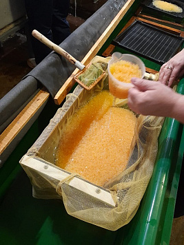 Проверка ремонтно-маточного стада кумжи прошла на Онежском рыбоводном заводе