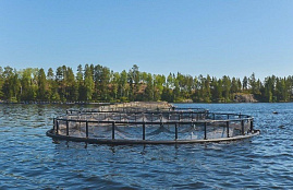 О заседании комиссии по проведению торгов на право заключения договора пользования рыбоводным участком на территории Мурманской области 