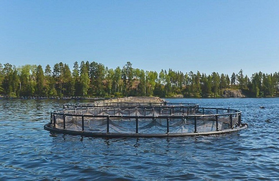 О заседании комиссии по проведению торгов на право заключения договора пользования рыбоводным участком на территории Мурманской области 