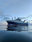 Охотоморская путина-2026: российские рыбаки наращивают вылов минтая и сельди