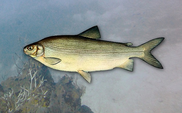 Освоен рекомендованный объем чира в Ненецком автономном округе